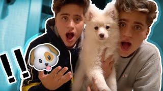 WE JUST BOUGHT A PUPPY not clickbait [upl. by Weiman]