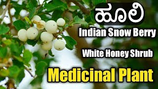 ಹೂಲಿ Indian Snow Berry  White Honey Shrub [upl. by Ariaj]