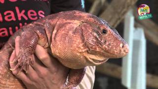 ReptilTV  Folge 25  Unsere Top Five Reptilien [upl. by Nalra469]