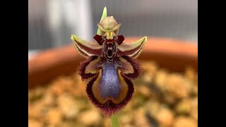 Ophyrs Vernixia Orchid in Bloom Bee Orchid [upl. by Axia]