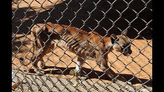 Desnutrición de animales en zoológico de Venezuela [upl. by Ettore]