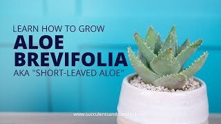 Learn how to care for the adorable Aloe brevifolia quotShortleaved Aloequot succulent [upl. by Samella]