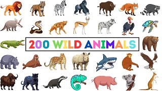 200 Wild Animals  Learn Animals Name In English With Pictures  Animals Vocabulary In English [upl. by Analle]