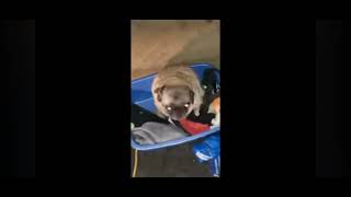 pug dancing for 2 minutes no sound [upl. by Alet719]