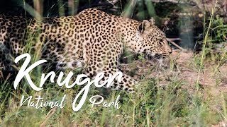 Kruger National Park  Documentary [upl. by Lyndel206]