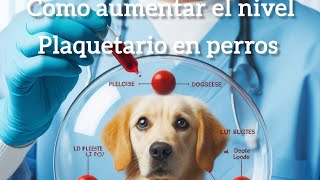 Como aumentar el recuento Plaquetario en perros [upl. by Loomis]