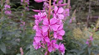 Rosebay Willowherb Exploring the Versatility and Beauty of this Wildflower [upl. by Pruter296]