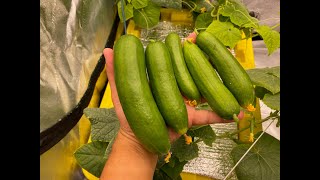 Growing Hydroponic Cucumbers Indoors is so Easy [upl. by Macur]