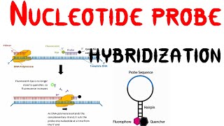 Nucleotide probe hybridization [upl. by Grinnell]