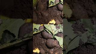 Snail farming for beginners [upl. by Coady]