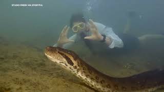 Scientists discover new species of anaconda in the Amazon [upl. by Elizabet]