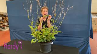 Rosy Hardy Presents Persicaria amplexicaulis Alba [upl. by Shakti]