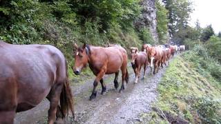 La transhumance des chevaux de Bious MVI 0640 [upl. by Ecinad]