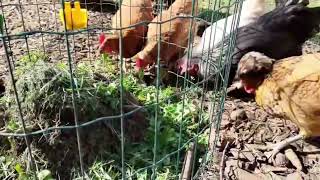 Spring Greens  Foraging for Our Chickens [upl. by Benito523]