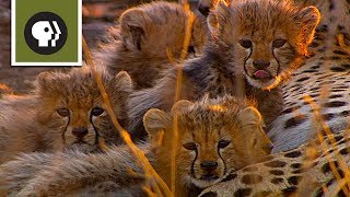 Cameraman Discovers Five Baby Cheetahs [upl. by Adiraf]