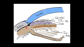 The Angle of Anterior Chamber  Part 1 Anatomy [upl. by Lraed201]