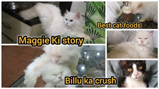 Best Cat foods  Maggie Ki bchpan Ki story  Billu ka hmesha se 1 hi crush hy [upl. by Amehsat]