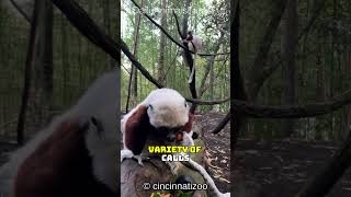 Discover the Sifaka│Madagascars Leaping Lemur with Amazing TreeHopping and Dancing Skills [upl. by Florrie]