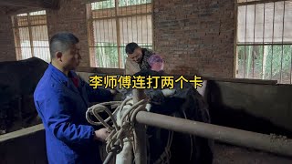 别说公牛打卡吃不消，就连李师傅多打两个卡也扛不住。 [upl. by Irabaj]