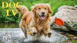 DOG TV for Dogs to Watch  Best Music for Dogs Video Entertain Relax Your Dogs amp Anti Anxiety Dogs [upl. by Micaela]