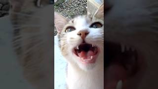 Cat meowing very loudly catmeow meowcats catsound meowingcats meow meowing meows meowsounds [upl. by Ika]