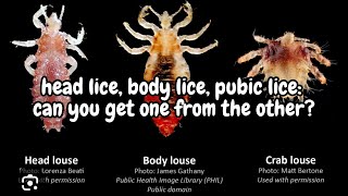 Head lice body lice pubic lice the differences l lice removal service explore hair [upl. by Asiluj168]