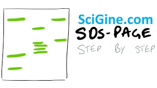 Easy SDS PAGE Gel Electrophoresis Protocol and Theory [upl. by Aksel779]