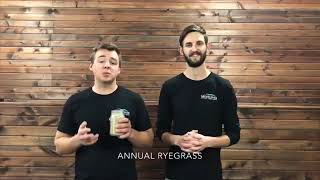 Annual Ryegrass [upl. by Herbst]