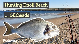 HUNTING KNOLL BEACH GILTHEADS [upl. by Dazhehs]