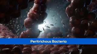 Peritrichous Bacteria  Scientific Animations [upl. by Aivuy523]