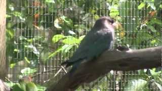 Oriental Dollarbird Eurystomus orientalis [upl. by Lund]