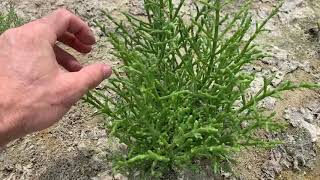 Glasswort and Sea Purslane [upl. by Salba173]