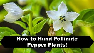 How to Pollinate Peppers Indoors and Prevent Flower Drop [upl. by Aulea]