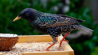 starling bird นกสตาร์ลิ่ง enjoylife9 [upl. by Ynohtona]