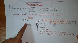 AUDITORY OSSICLES OF EAR EAR OSSICLES [upl. by Witcher]