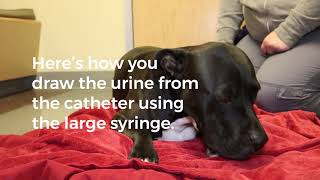 Maintaining a Urinary Catheter  SAGE Veterinary Centers [upl. by Noiztneb]