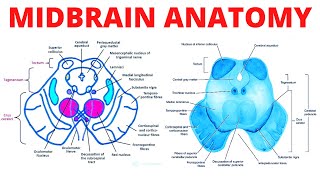 Midbrain Anatomy [upl. by Floridia]