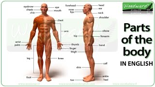 Parts of the body in English  Learn English Vocabulary [upl. by Rind841]