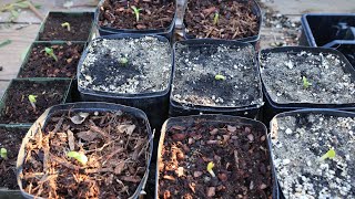 Germinate the difficult leucospermum from seed protea  the easy way  with a surprise ending [upl. by Merideth]