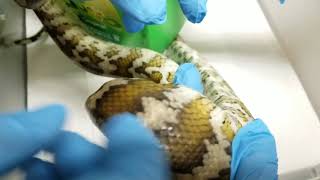 Tick REMOVAL from Carpet Python [upl. by Corotto]