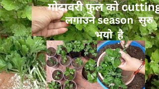 How to Grow Chrysanthemum by cuttings  How to Grow Guldaudi by cuttings This season first cutting [upl. by Lenhart]