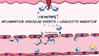 White Blood Cells Introduction aka Leukocytes  How they Work [upl. by Katlin]