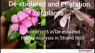 Deetiolation and Etiolation of Plants and role of HY5 in Deetiolated plant Analysis in Strand NGS [upl. by Varien105]