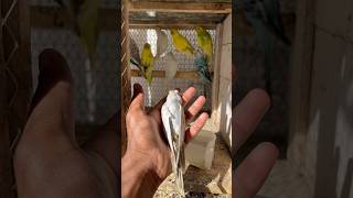 New parrot mar gya😭 petlover minivlog kabutarvlog vlog pigeonvlogger birds budgies parrot [upl. by Erdreid311]