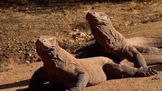 Komodo Dragons [upl. by Wilmette]