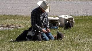 6 week old Bordoodle Puppies [upl. by Grantland]