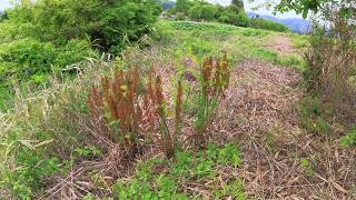 やっと春が来た！ ⑫ぜんまい！ Osmunda Fern [upl. by Nimsaj]