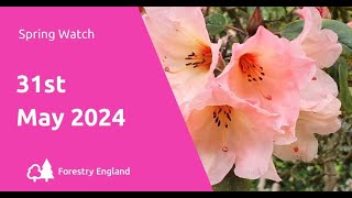 Spring Watch  31 May 2024 [upl. by Drummond102]