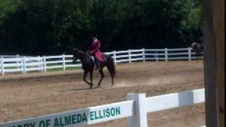 Butler county fair horse shows [upl. by Ahsenre]