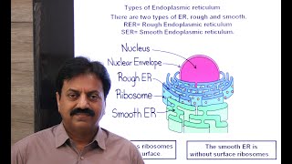 Endoplasmic reticulum Structure Types and Functions In Sindhi  XI Biology Chapter 4 The Cell [upl. by Conyers]